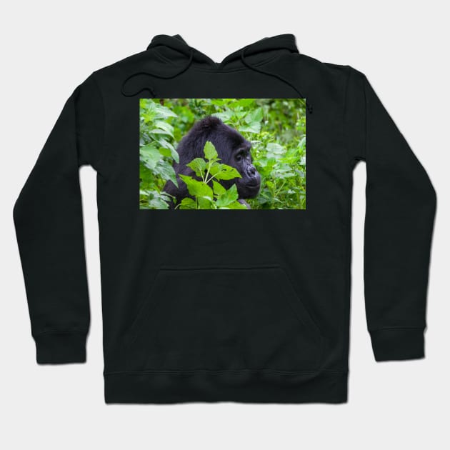 Wild Silverback Gorilla from Bwindi National Park, Uganda Hoodie by SafariByMarisa